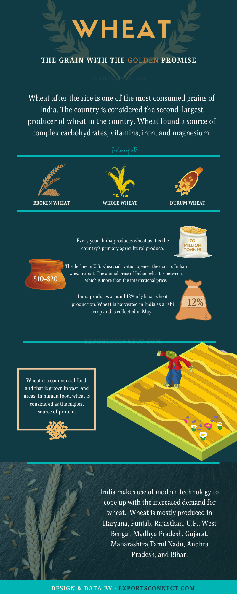 Top wheat exporters In India 2024 Exports Connect