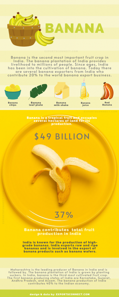 Exporters of Banana India